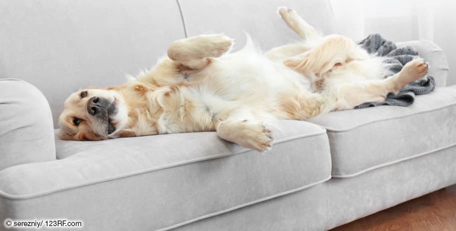 Golden Retriever Hund liegt auf dem Rücken auf einem grauen Sofa, die Pfoten sind in die Luft gestreckt.